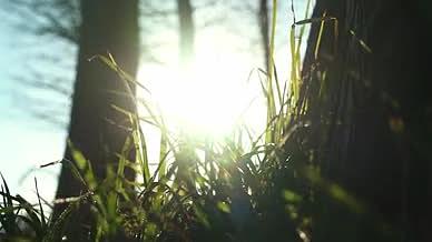 4k实拍阳光照耀小草树木温暖氛围视频的预览图